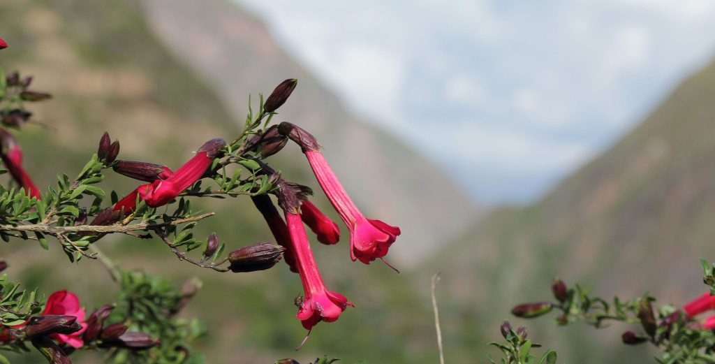 Flora-and-Fauna