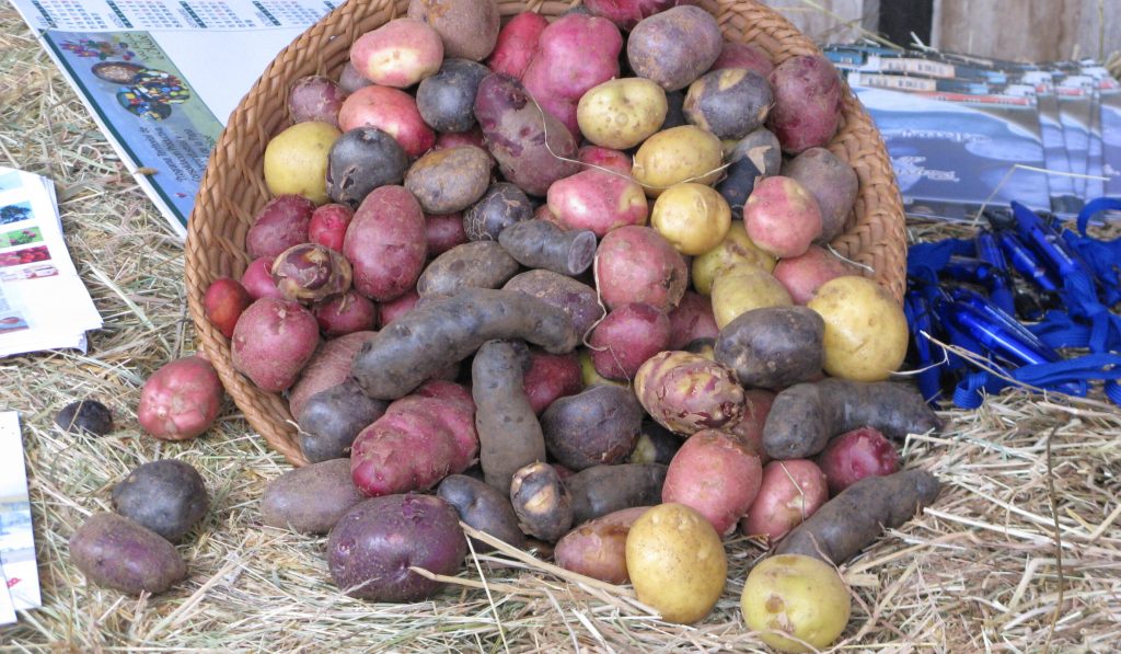 Andean potatoes