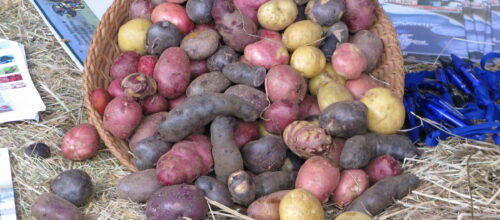 Andean potatoes