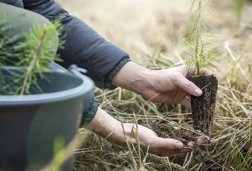 Reforestation Project
